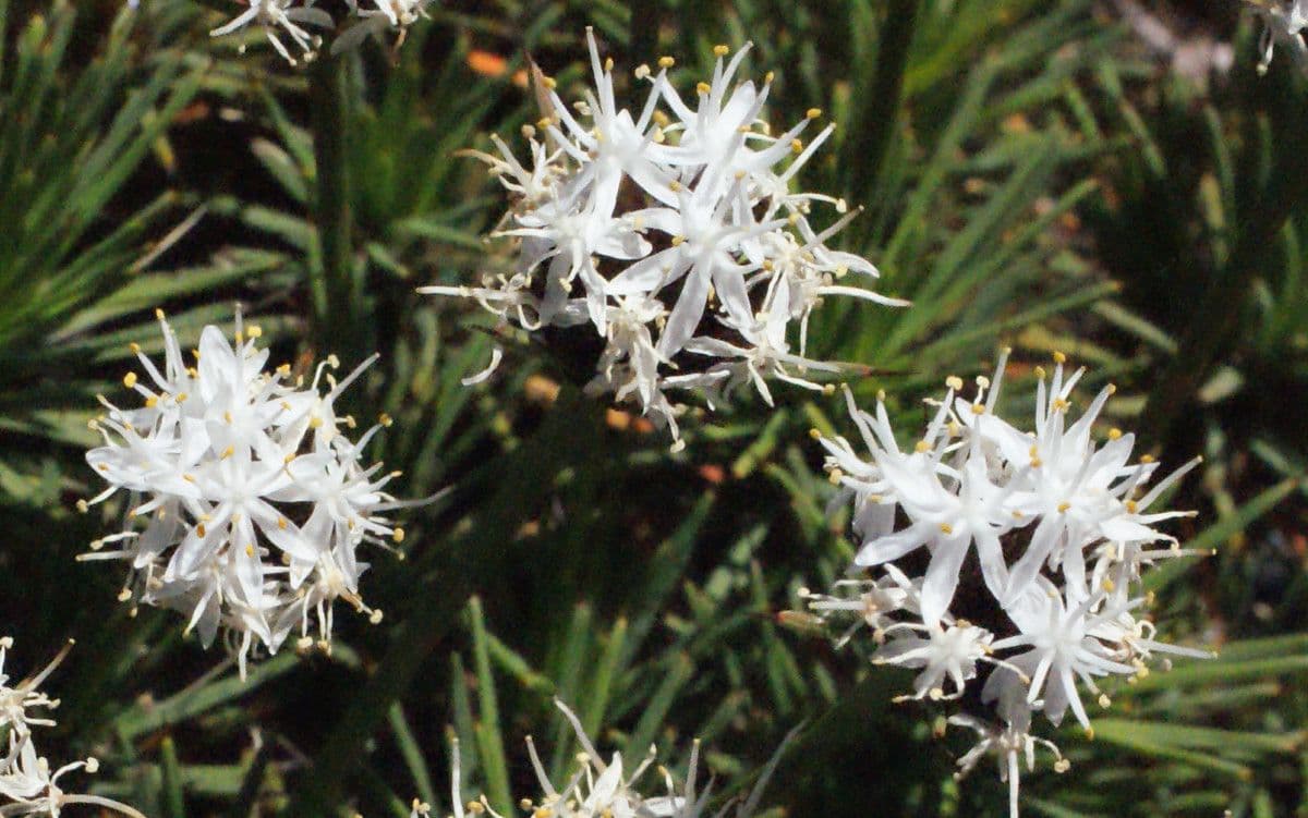 Borya constricta