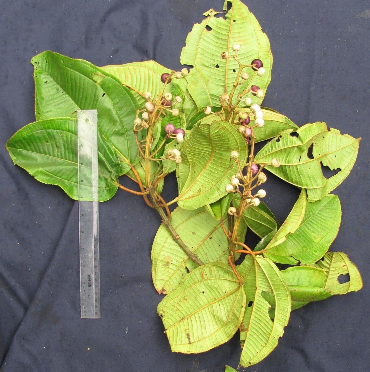 Miconia 12