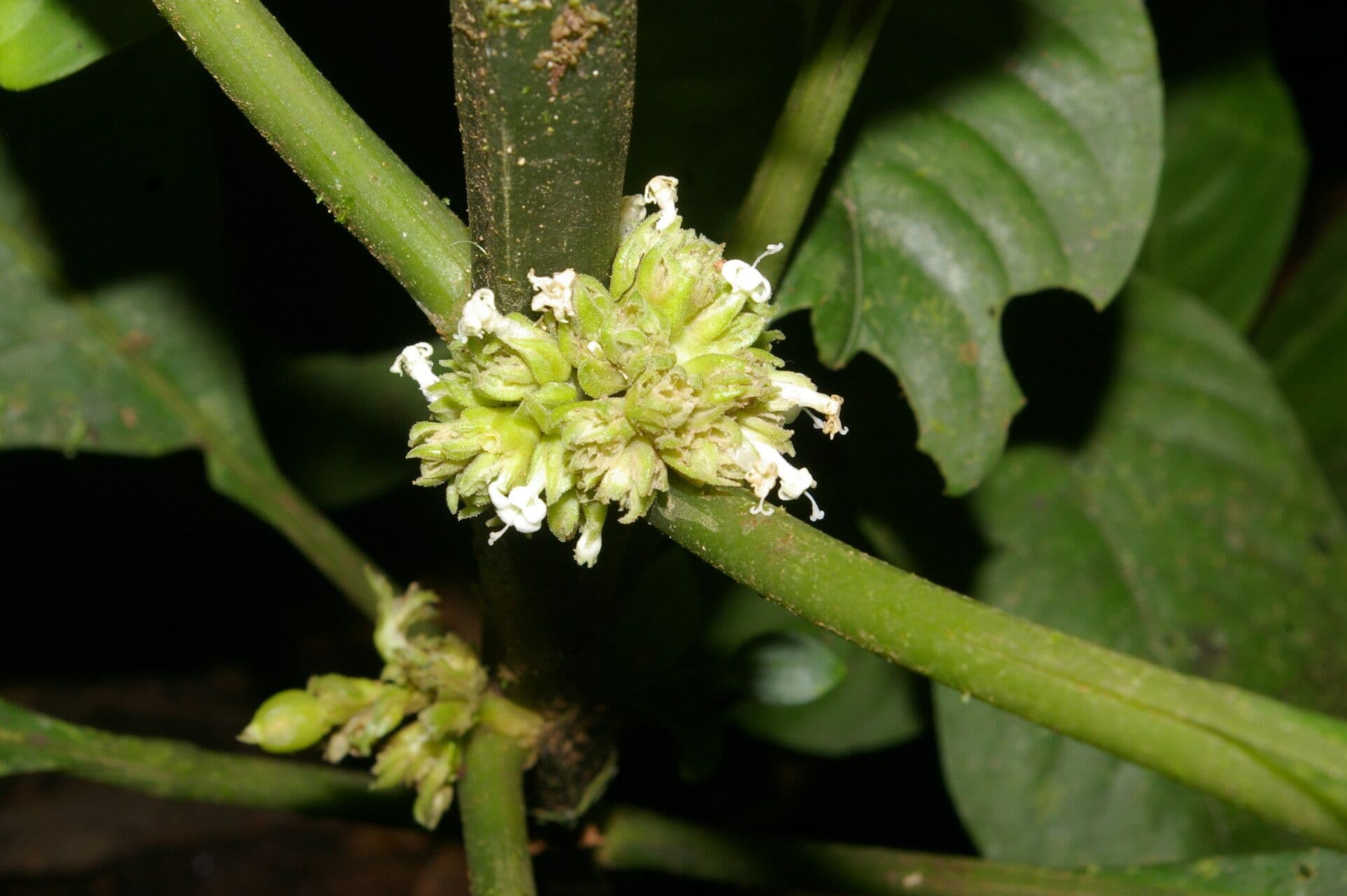 Notopleura 7