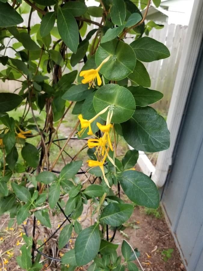 Caprifoglio giallo 2