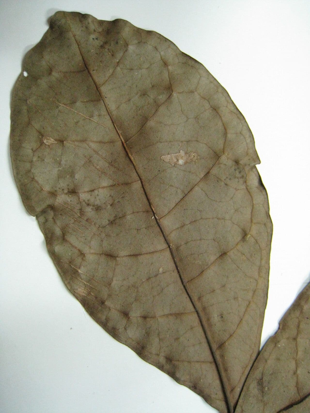 Byrsonima 9