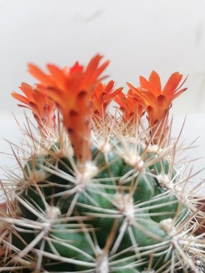Weingartia 5
