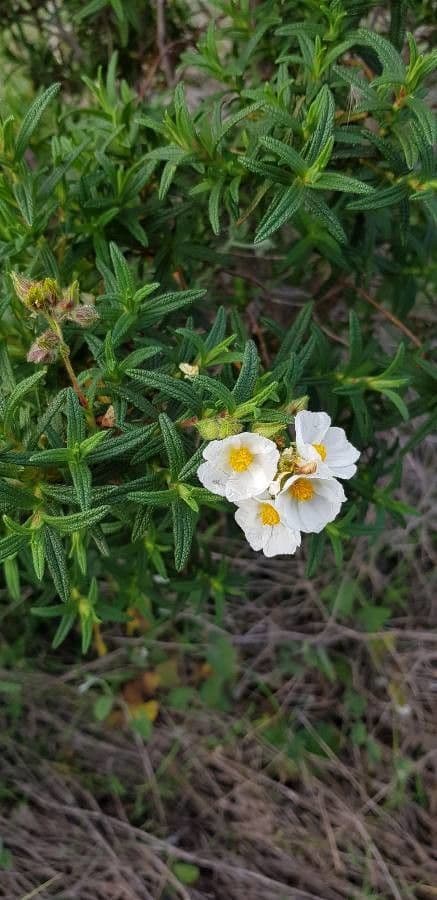 Cistus krétský 6