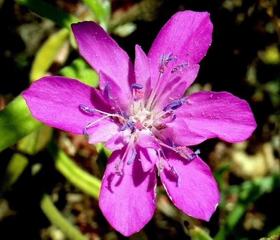 Knautia 4