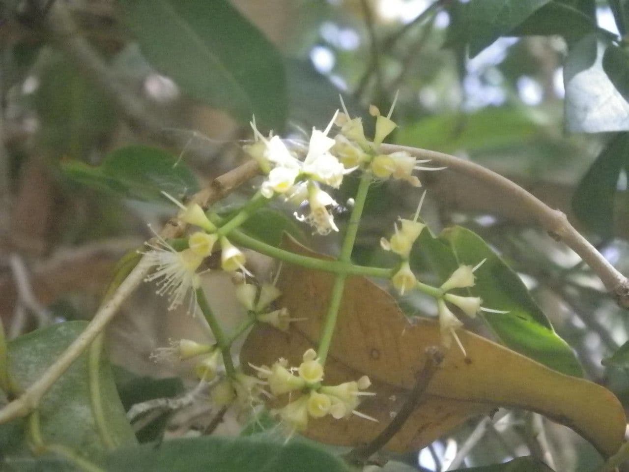 Syzygium guineense 4