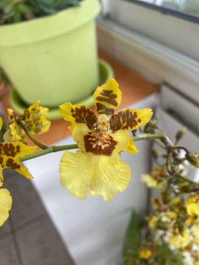 Oncidium