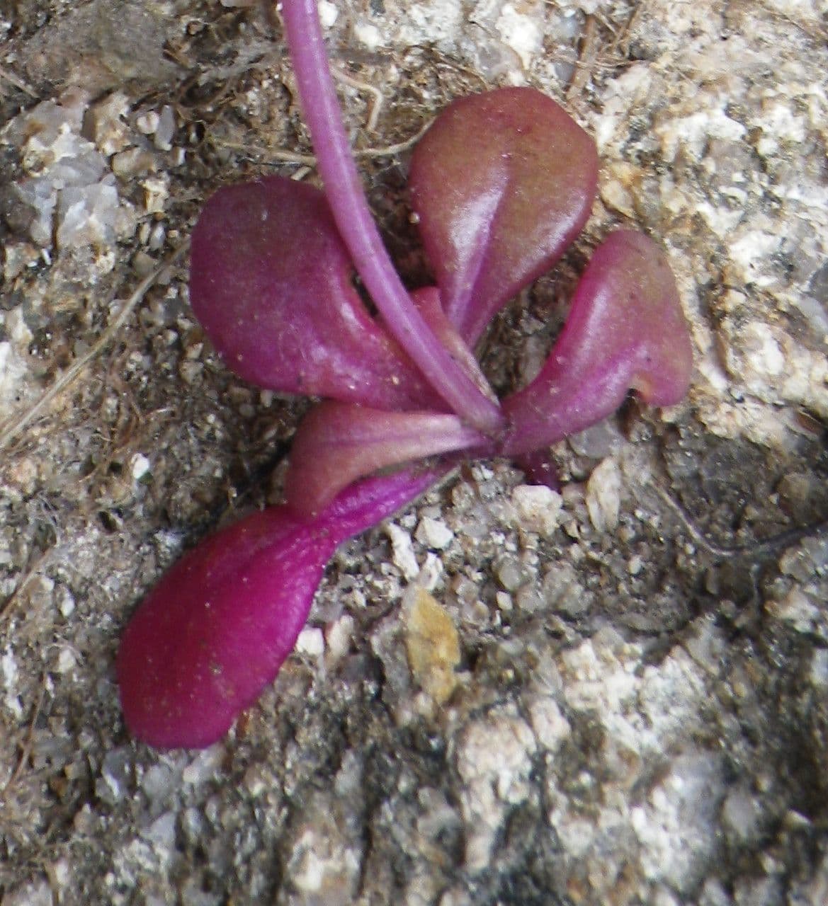 Senecio transitorio 13