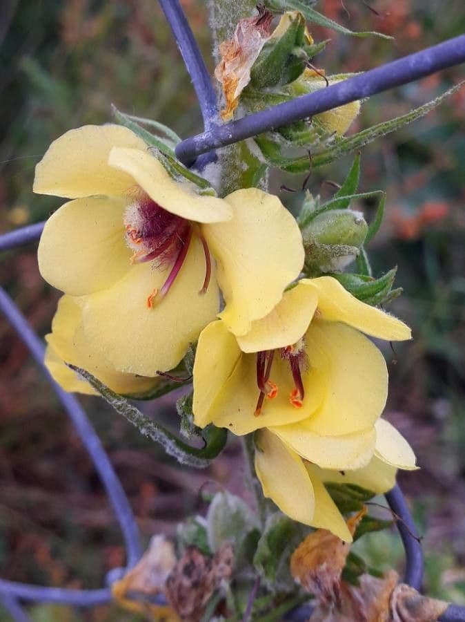 Verbasco blattaria 7