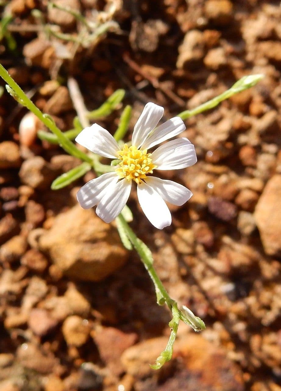 Sterndaisy 5