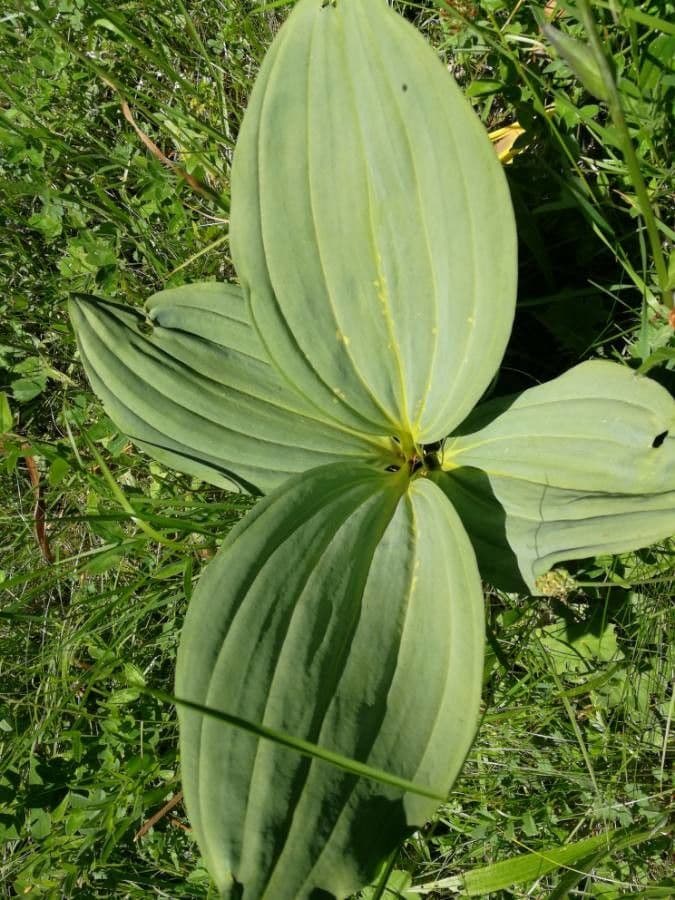 Genziana maggiore 17