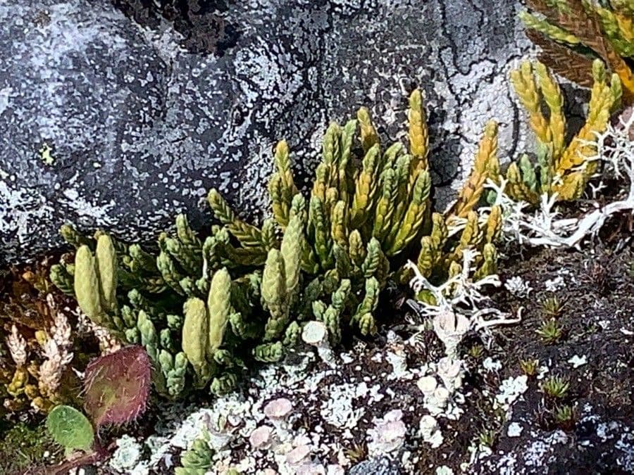 Lycopodium alpinum 14