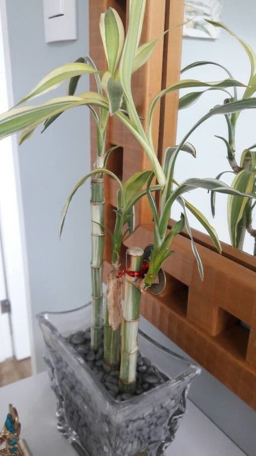 Dracena 9