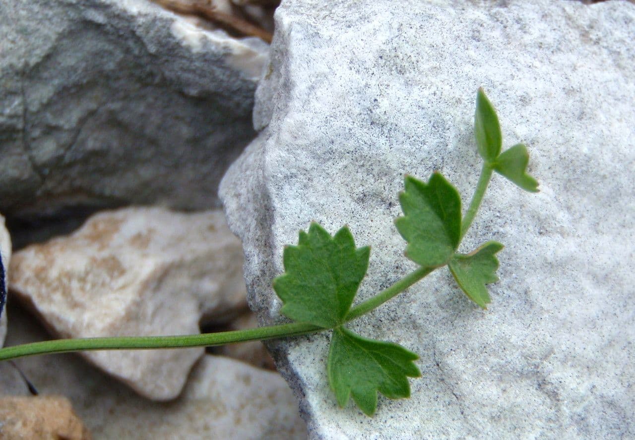Pimpinella tragium 19