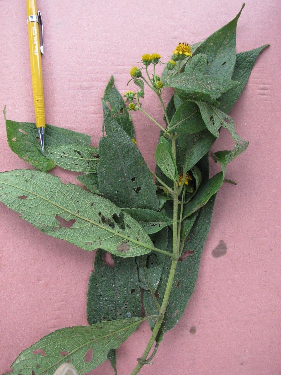 Zexmenia 12