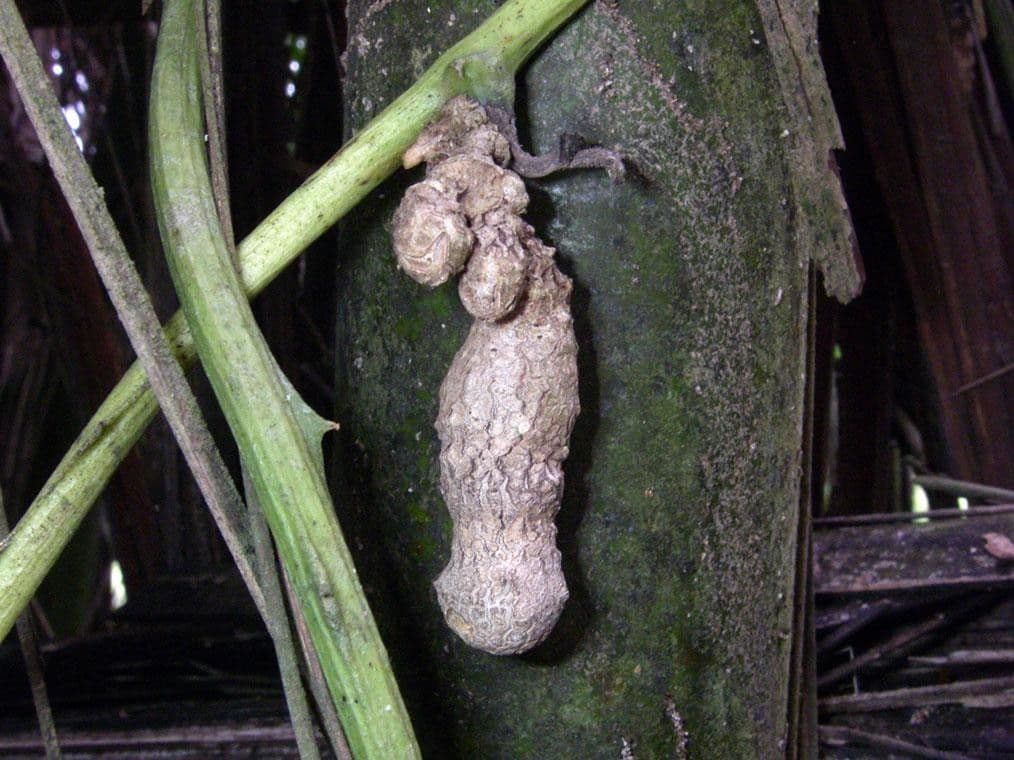 Ignami 15