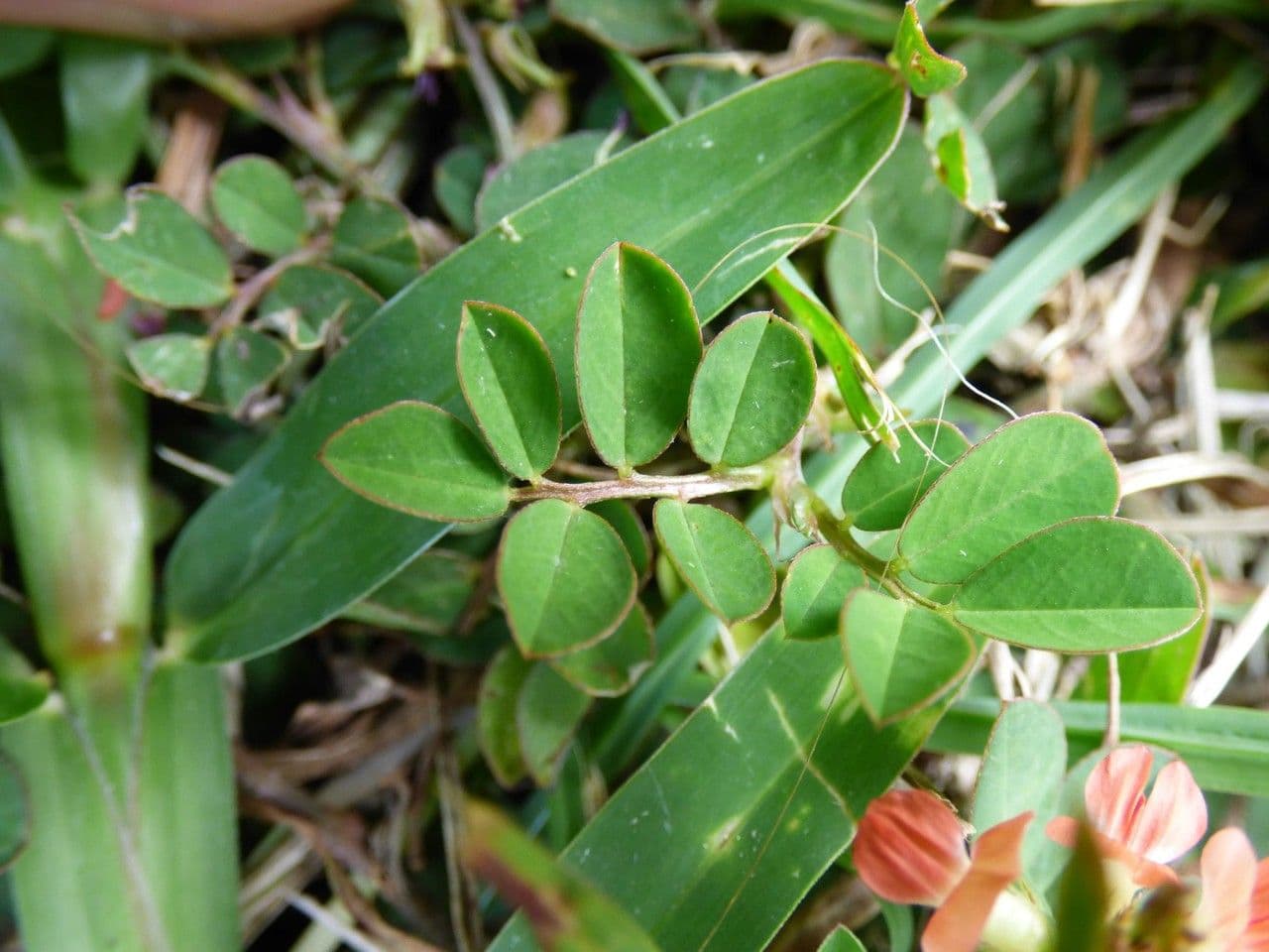 Indigofera hendecaphylla 16