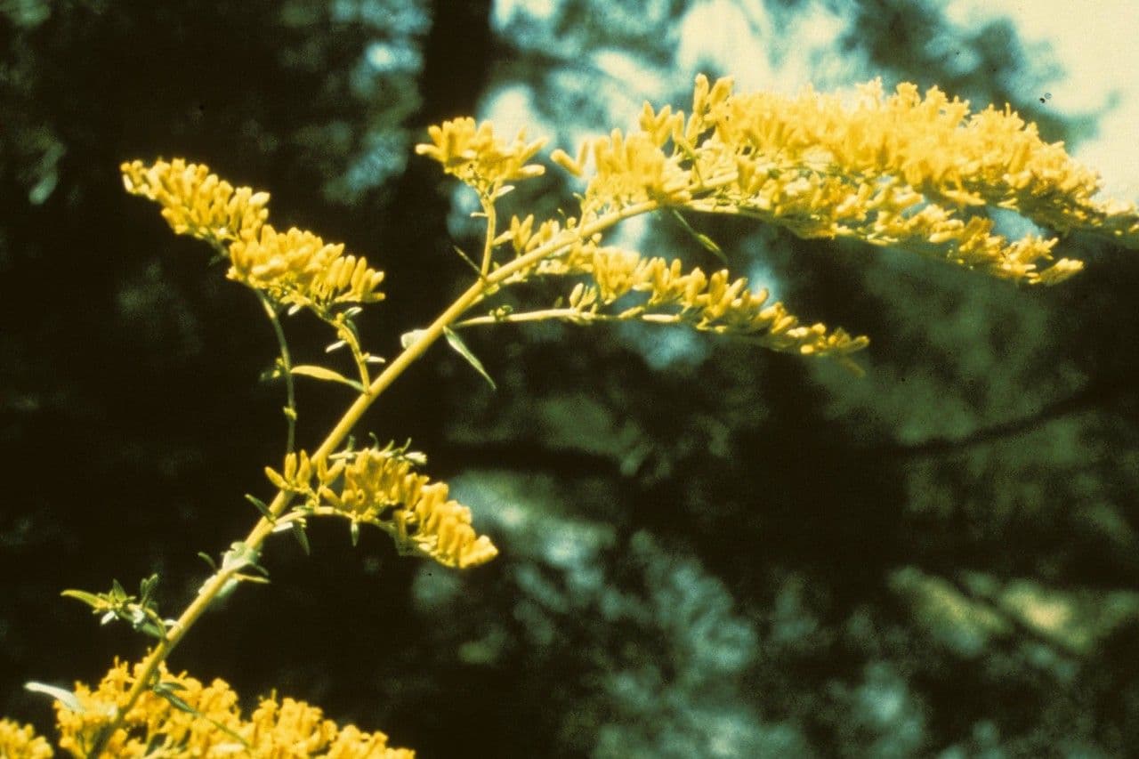 Solidago odorosa 7