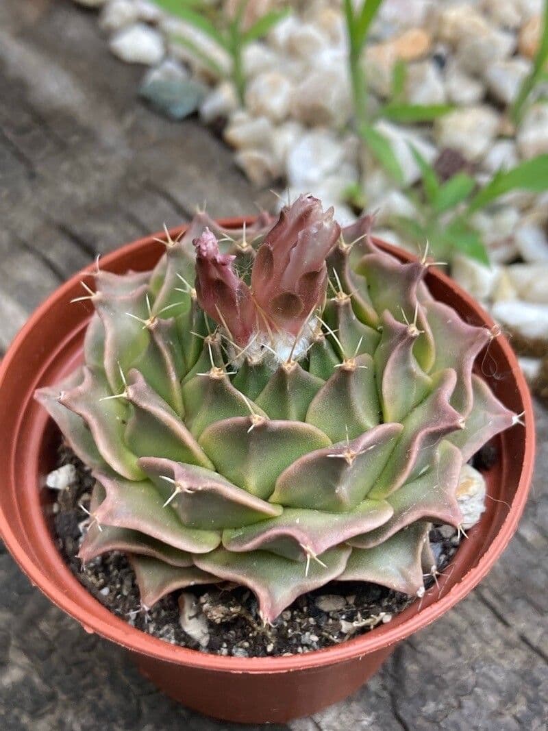 Cactus carciofo