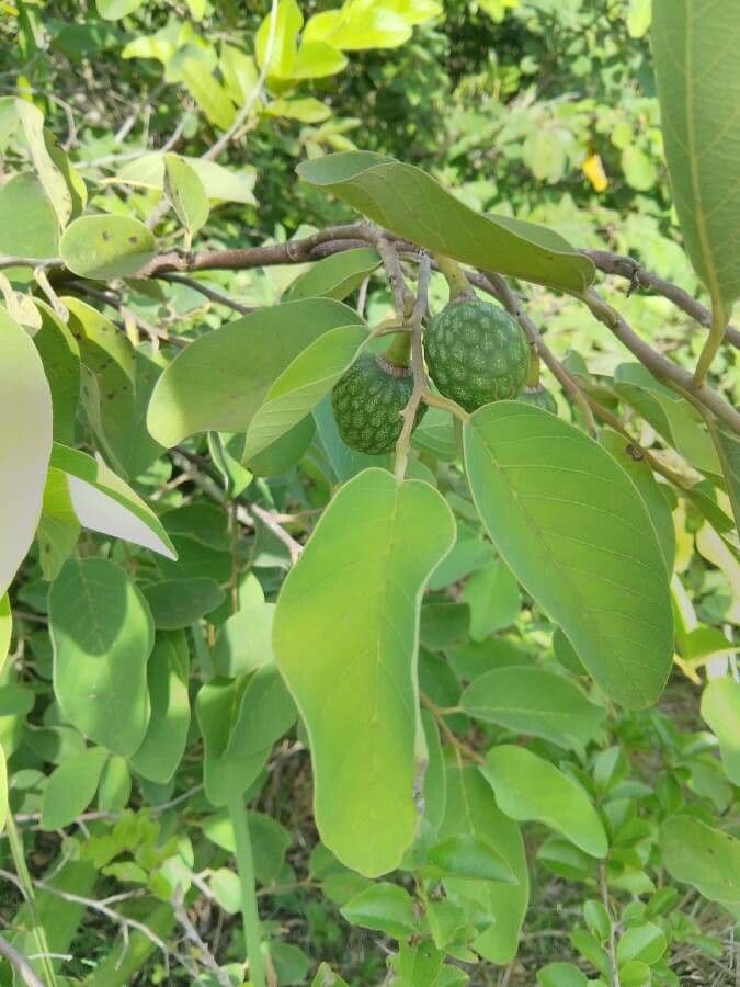Annona senegalensis 17