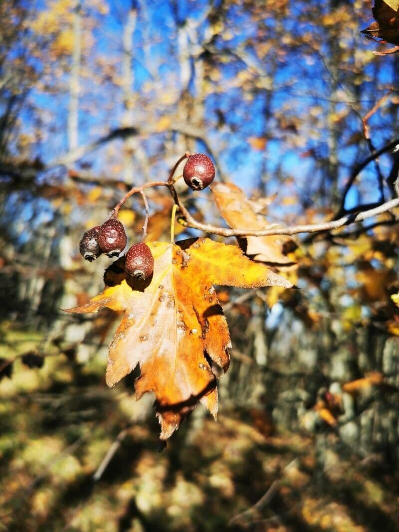 Jarabina brekyňová 2