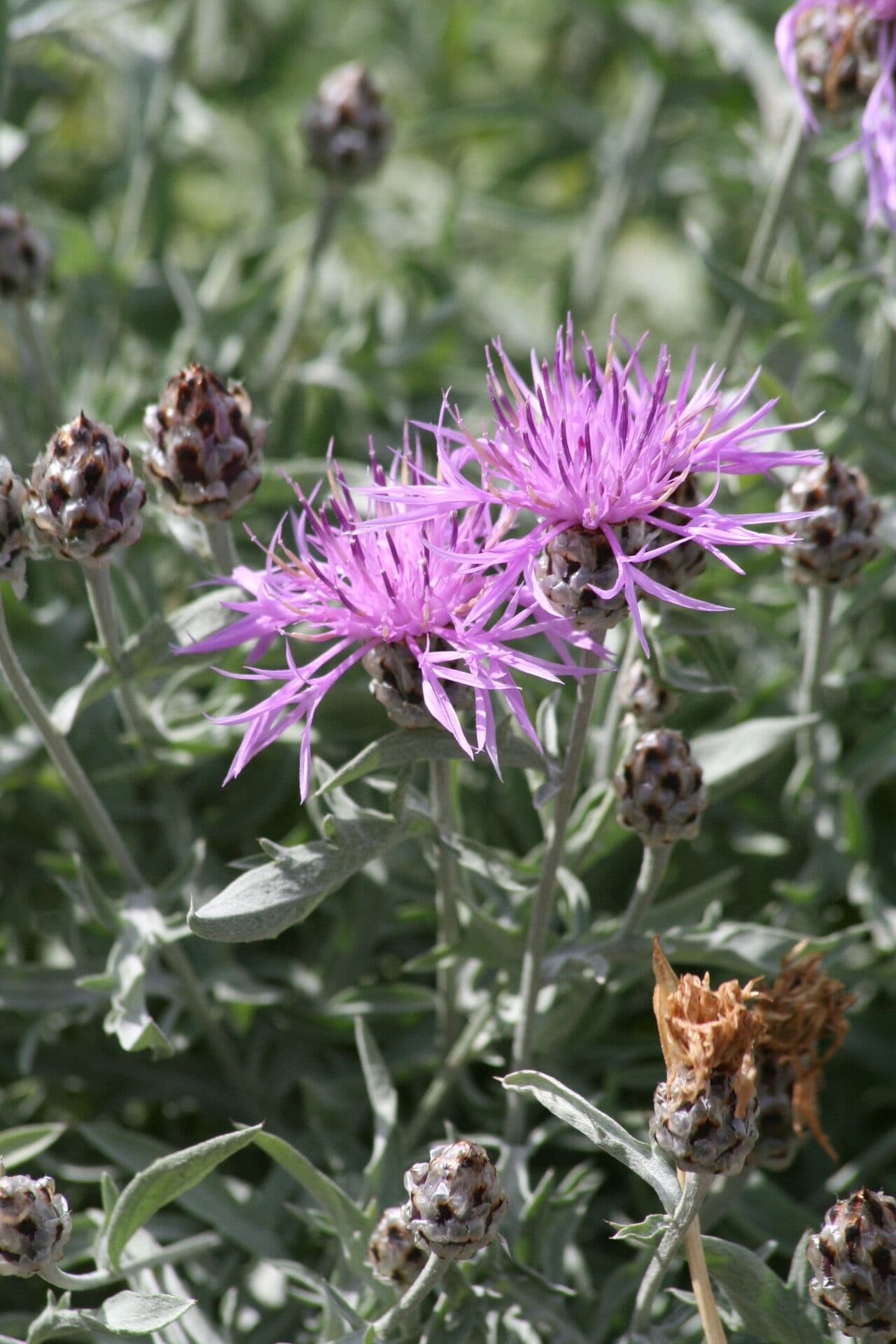 Centaurea 2