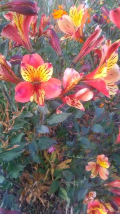 Alstroemeria aurea 15