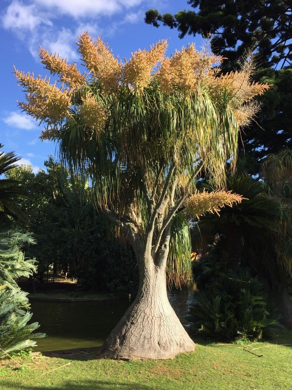 Beaucarnea 9