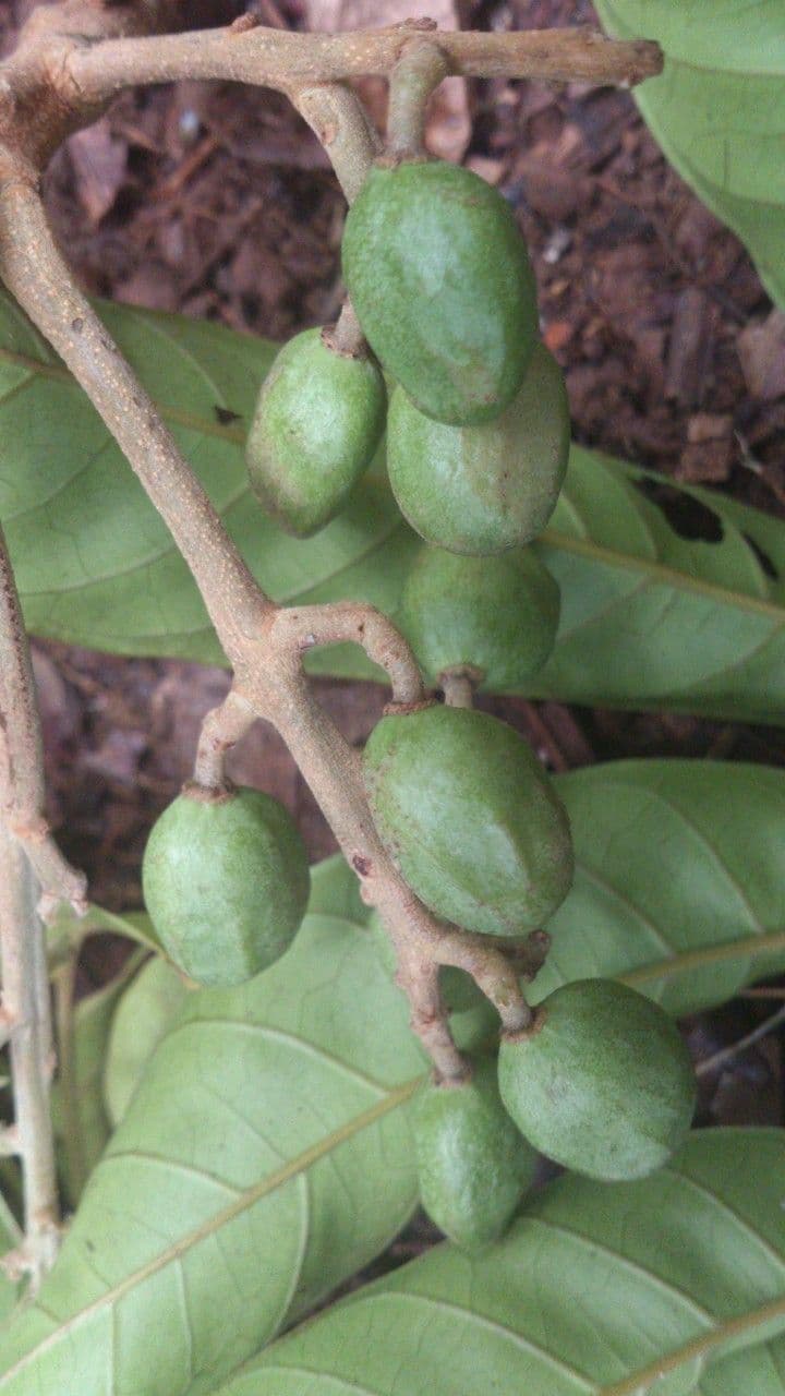 Tapirira 4