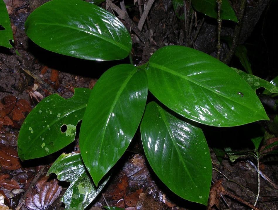 Dieffenbachia 4