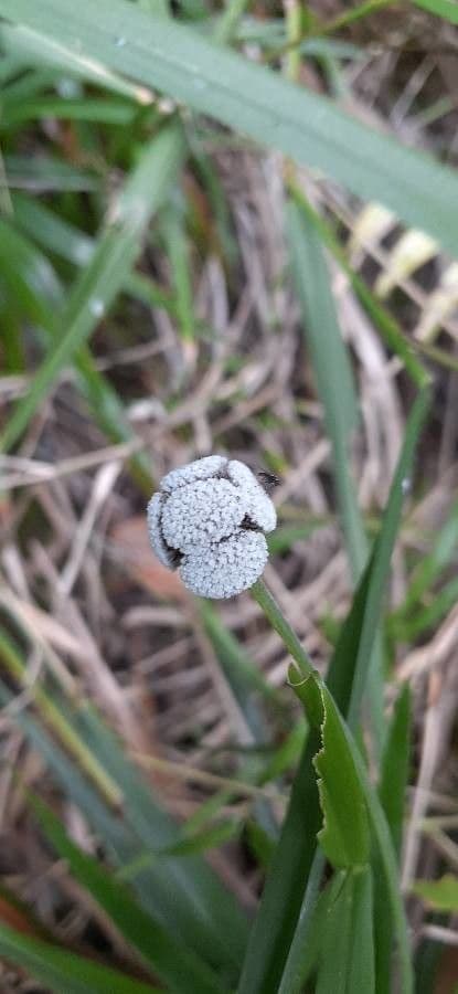Eriocaulon 4