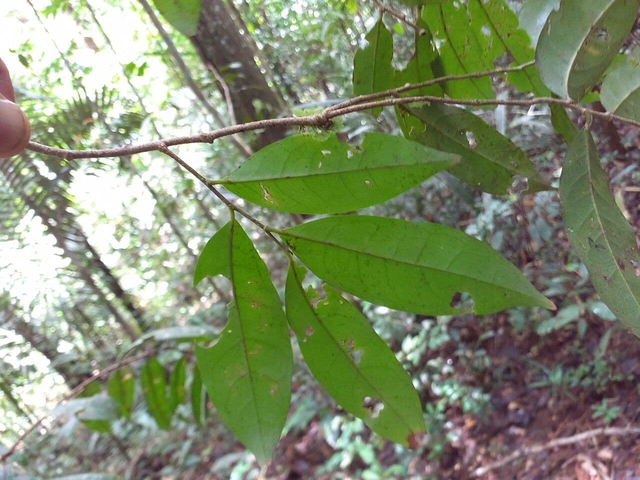 Tapura 3