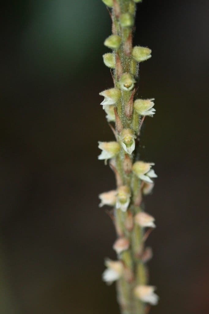 Hetaeria