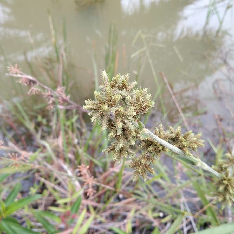 Zigolo difforme 2