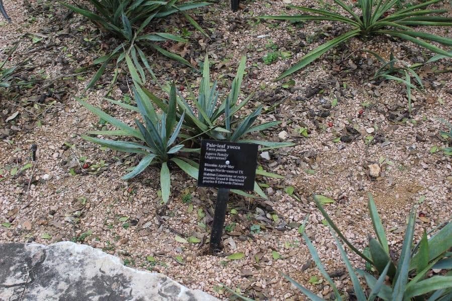 Yuca pallida 18