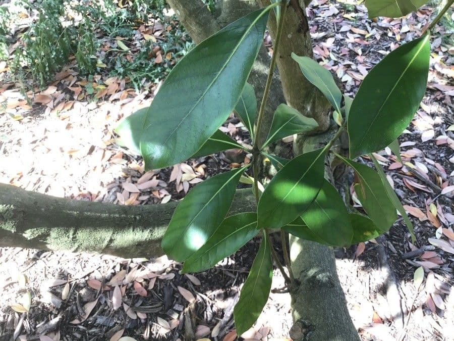 Lithocarpus