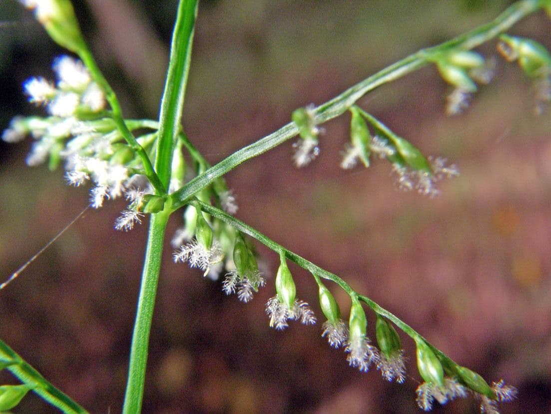 Panicum 11