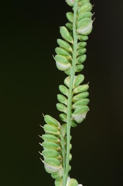Beckmannia syzigachne 12