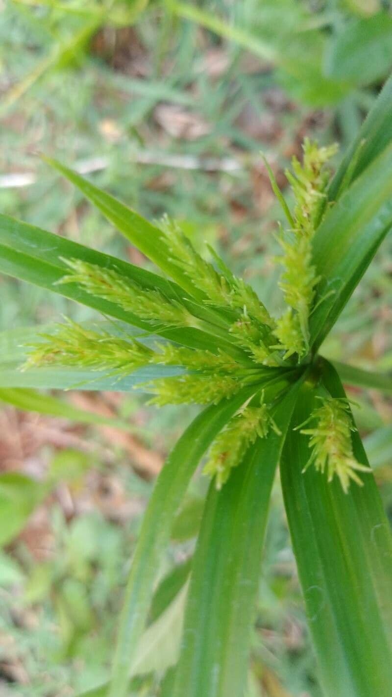 Cyperus meyenianus 2