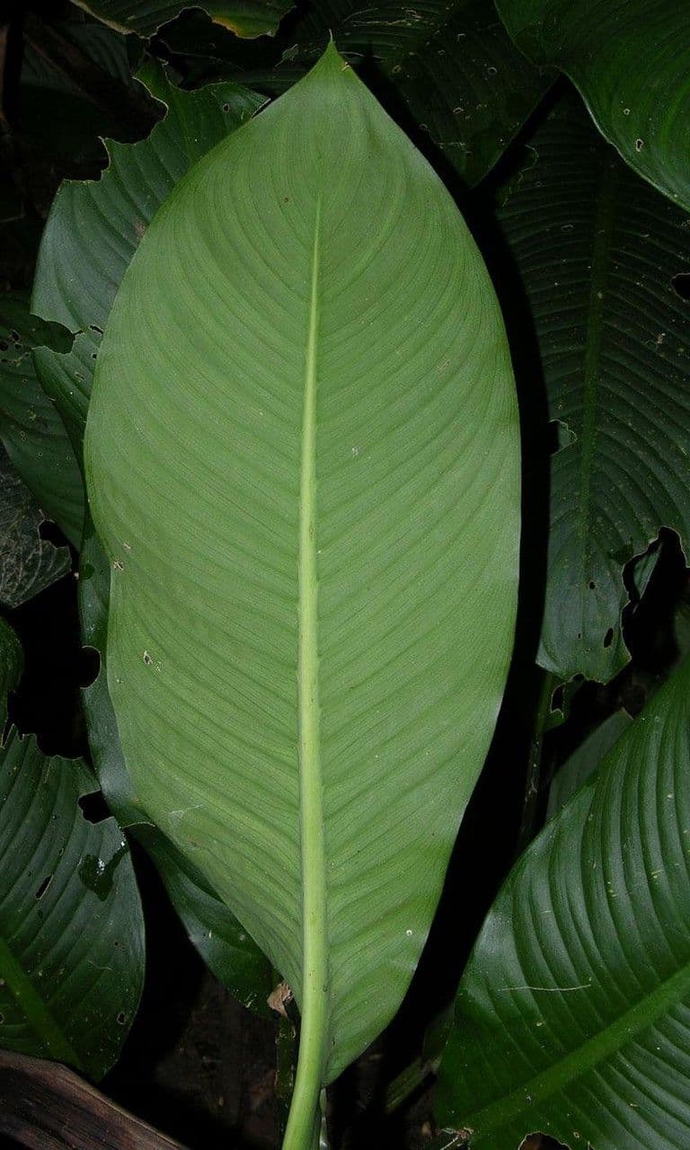 Dieffenbachie 5