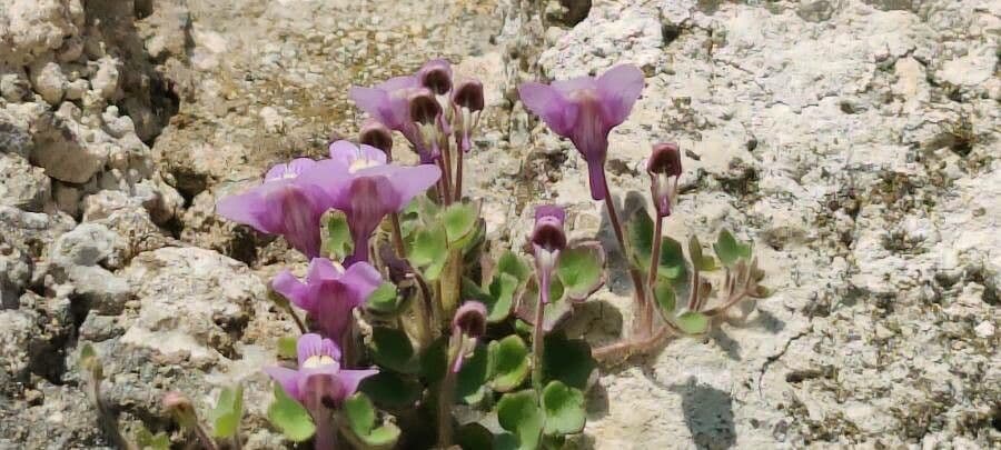 Cymbalaria pallida