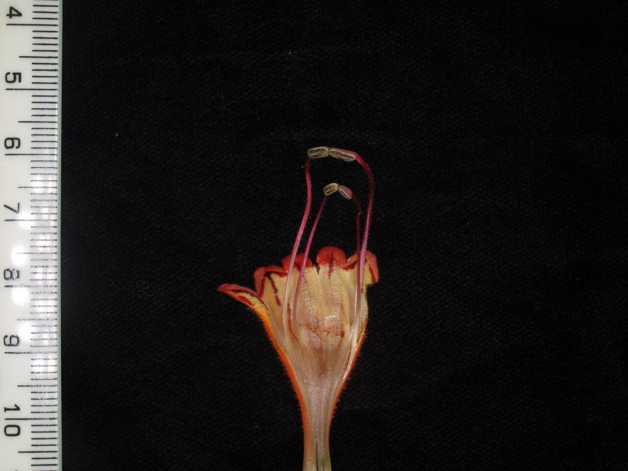 Aeschynanthus 6