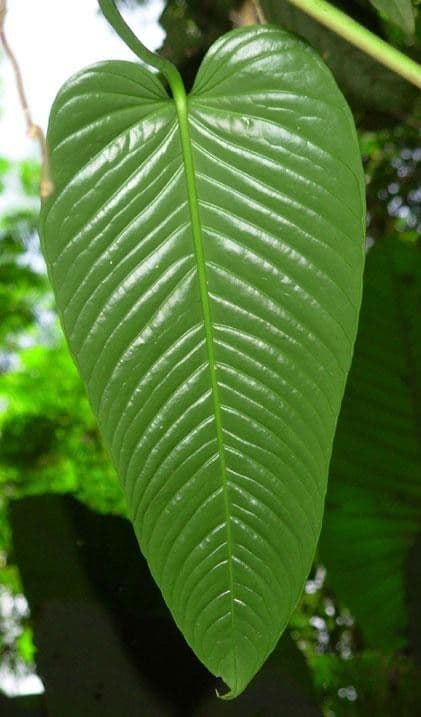 Tlapka 6