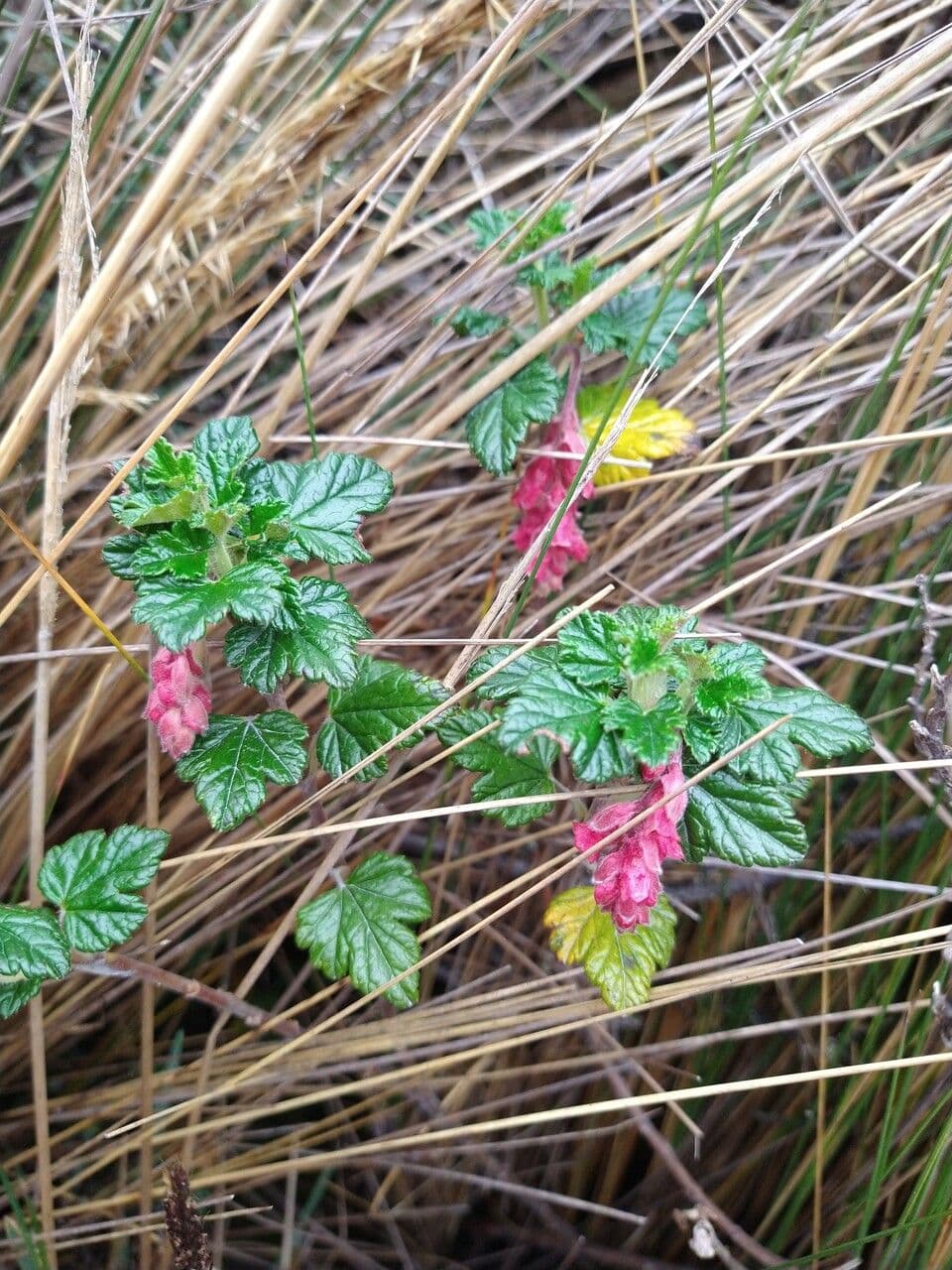 Ribes