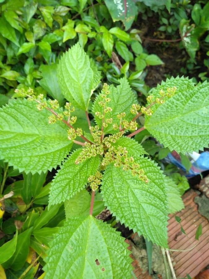 Laportea aestuans 6