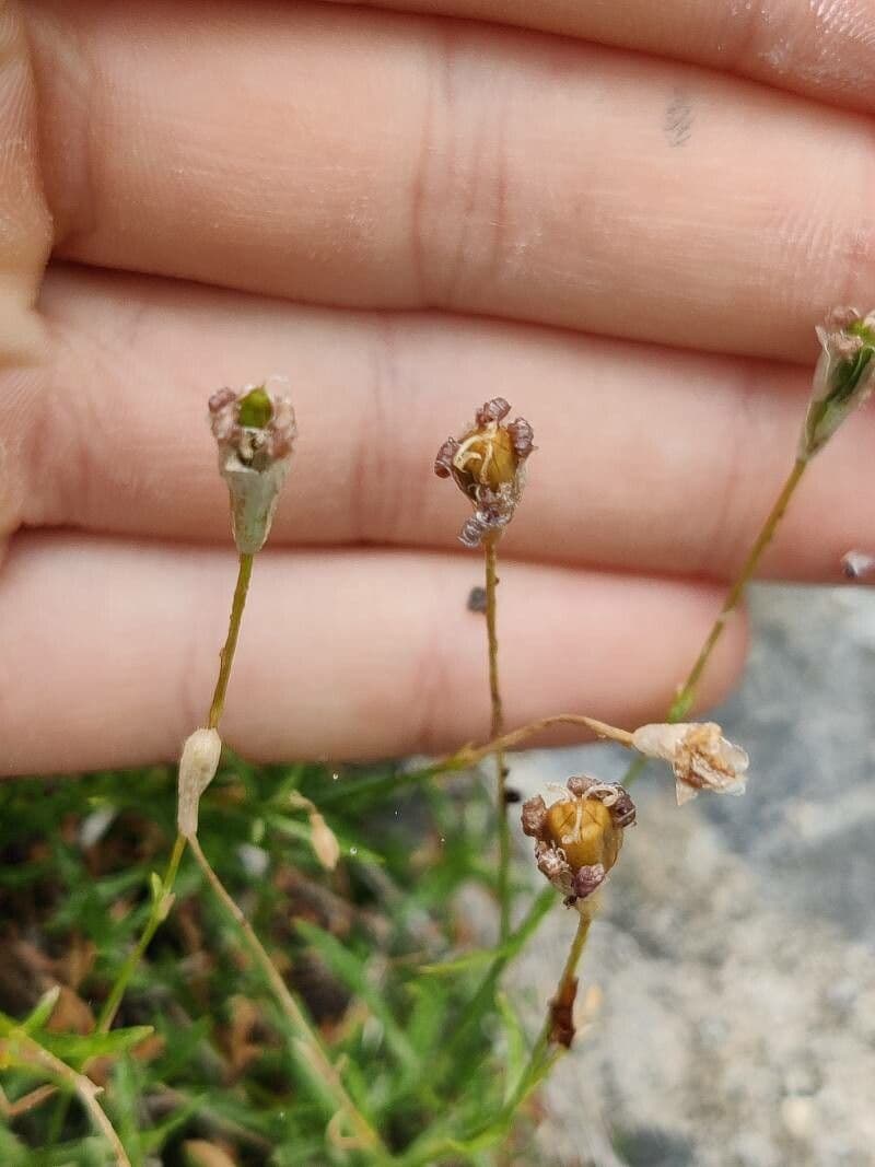 Sagina sdraiata 2