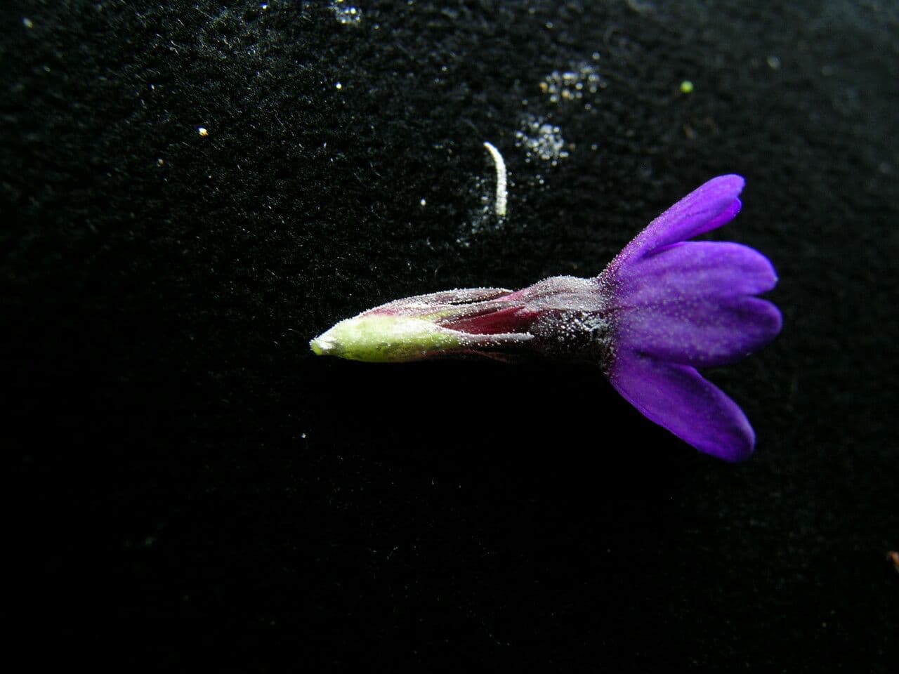 Primula 2