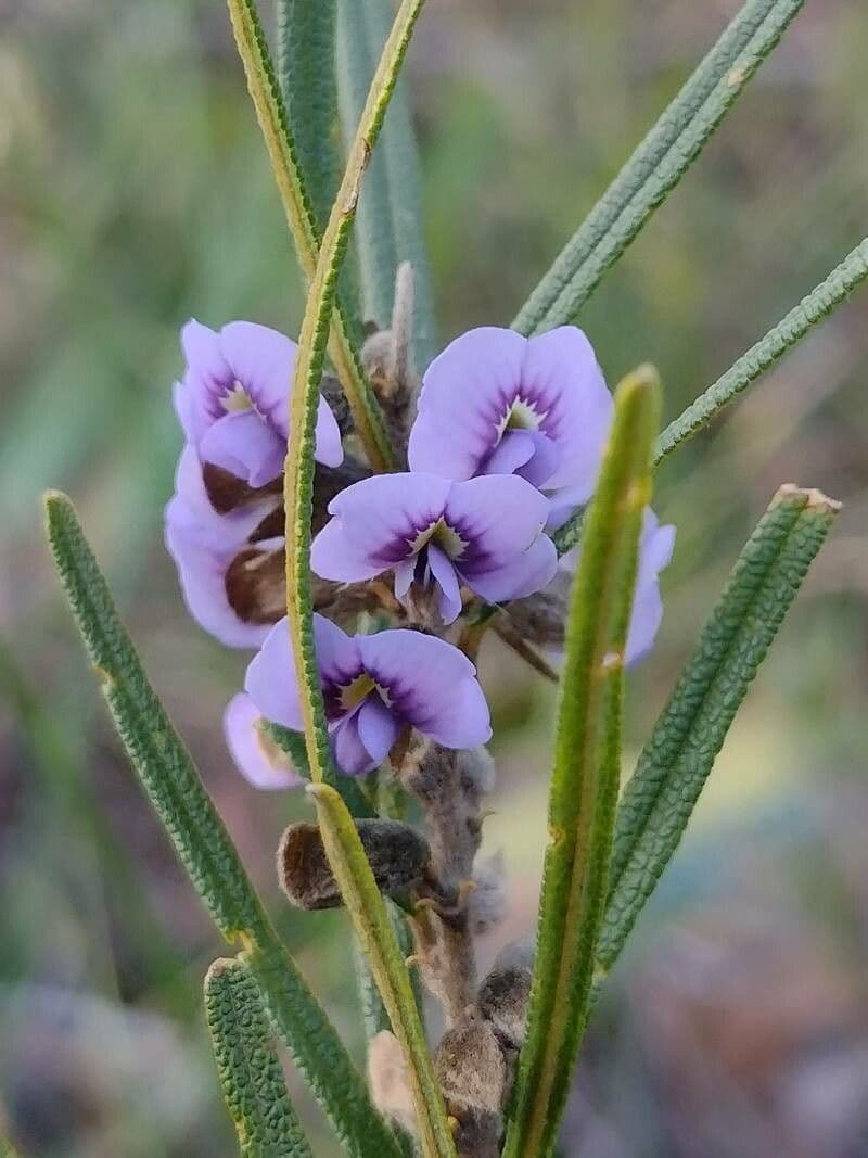 Hovea