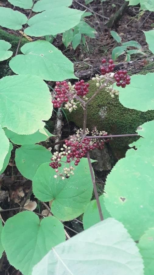Araria racemosa 2