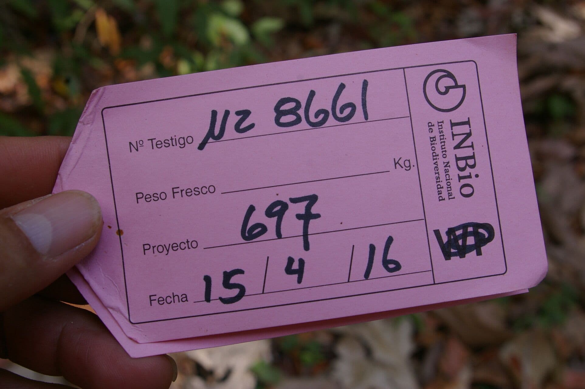 Trichilia 18