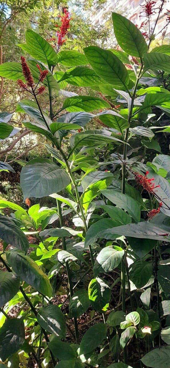Odontonema 9